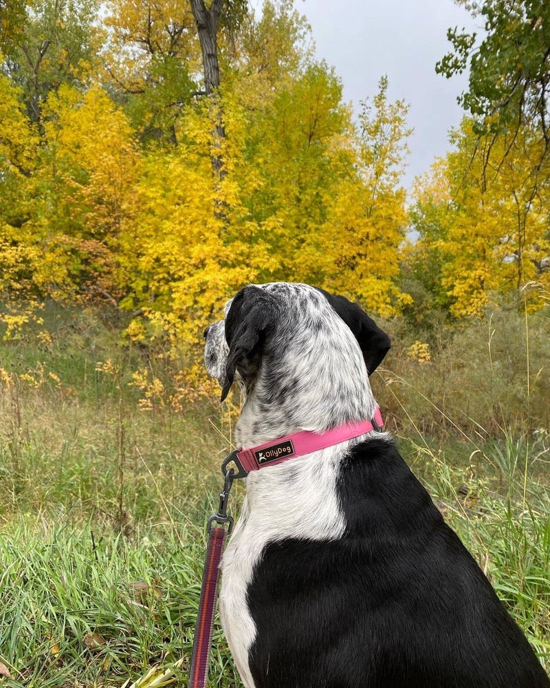OllyDog Tilden Collar, Waterproof Dog Collar with Quick Release Buckle, Coated Stink-Proof Webbing, Lightweight Collar for Large, Medium and Small Dogs (Large, Pink) - Image 4
